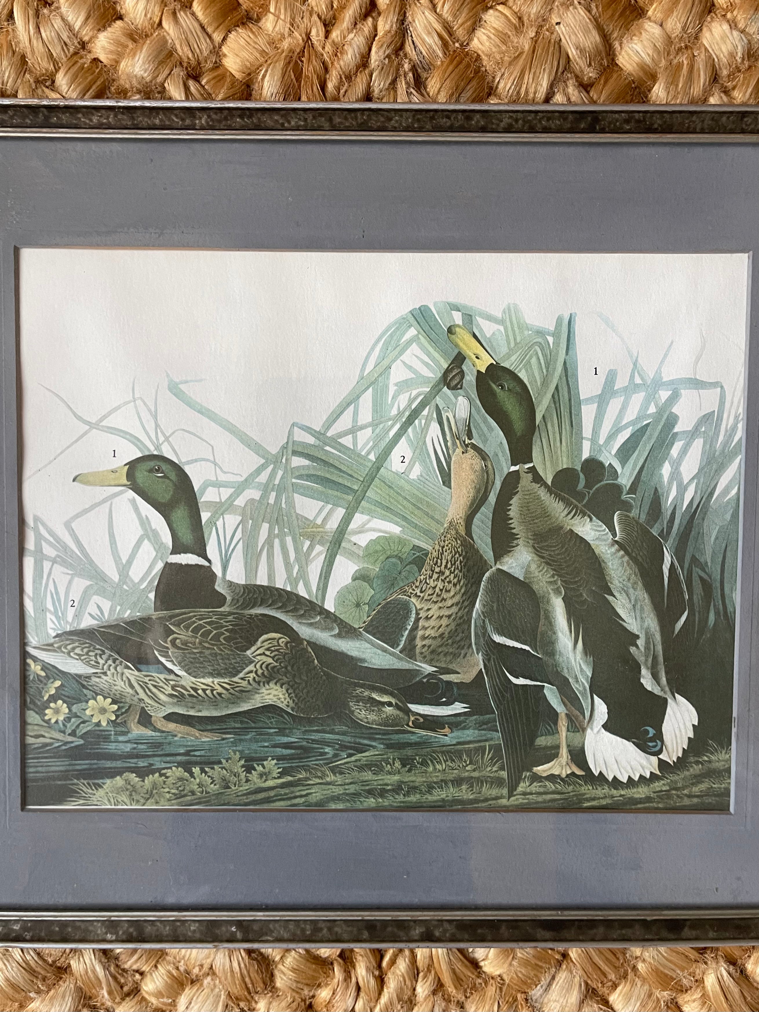 Vintage Audubon Mallard Print