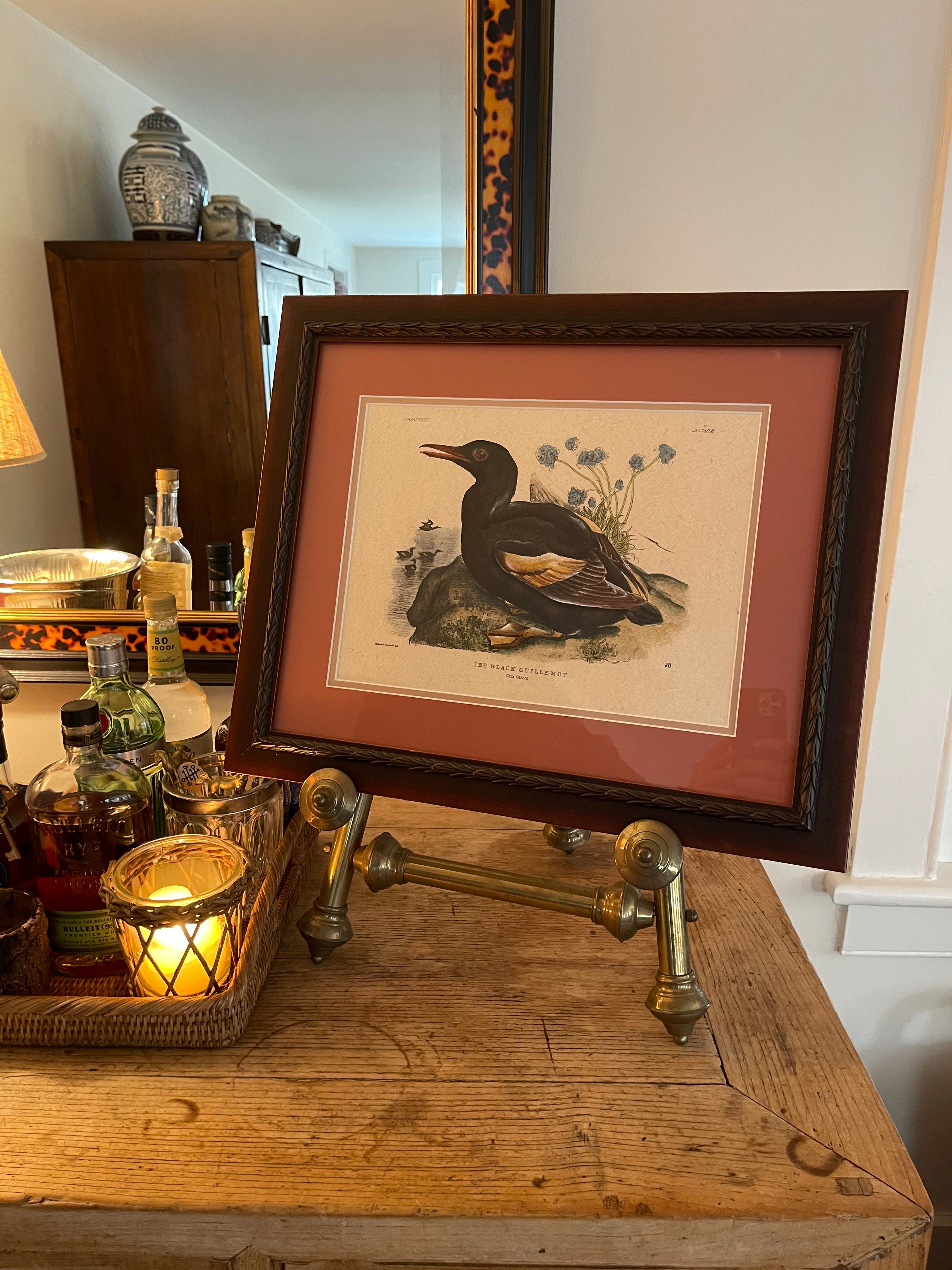 Vintage Black Guillemot Print