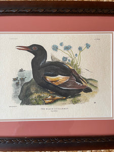 Vintage Black Guillemot Print